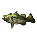 特大鱸魚