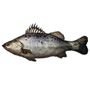 斑點鱸魚